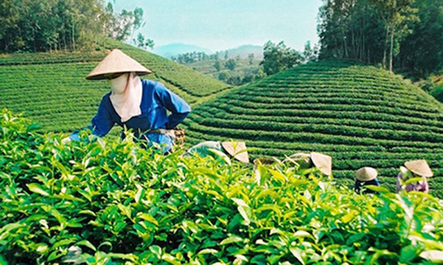 Đau đầu giải bài toán nguyên liệu