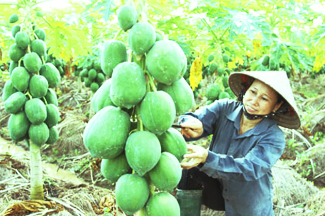 Cac-mo-hinh-s789bet-xuat-HTX-nong-1198-3372-