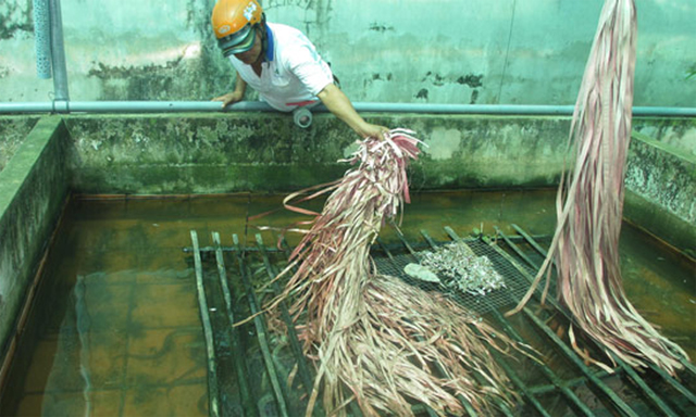 Lợi ích nhờ nuôi lươn VietGAP