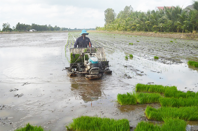 Nâng chất HTX nông nghiệp kiểu mới ở Kiên Giang