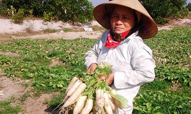 Rau xứ lạnh trên 'chảo lửa' miền Trung
