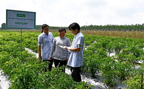 UNIBEN hỗ trợ nông dân thực hiện VietGAP