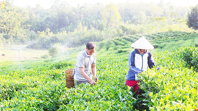 Phát triển HTX, nâng tầm thương hiệu chè xanh Yên Thế