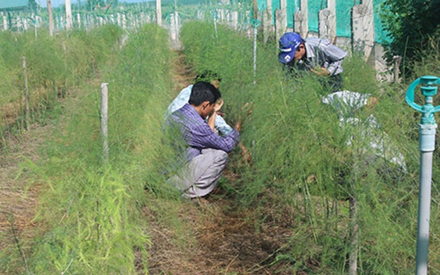Sản xuất măng tây xanh theo liên kết chuỗi