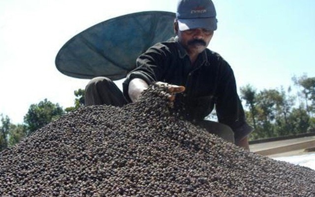 Thừa cung, giá hạt tiêu giảm sâu