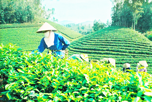 Nâng tầm thương hiệu chè an toàn Thanh Hà