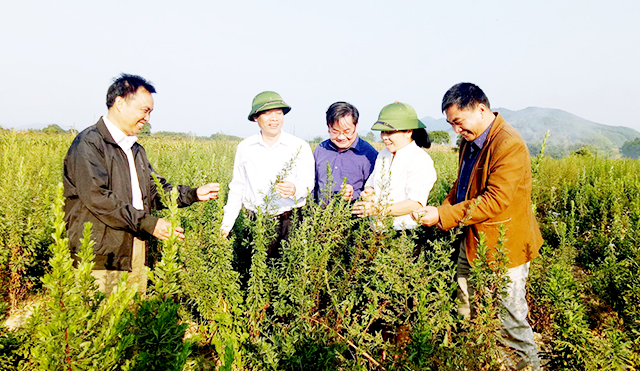 Bắc Giang: “Cú hích” từ các HTX dược liệu