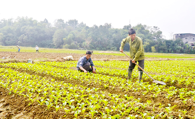 HTX Trung Môn: Sản xuất sạch, nâng sức cạnh tranh