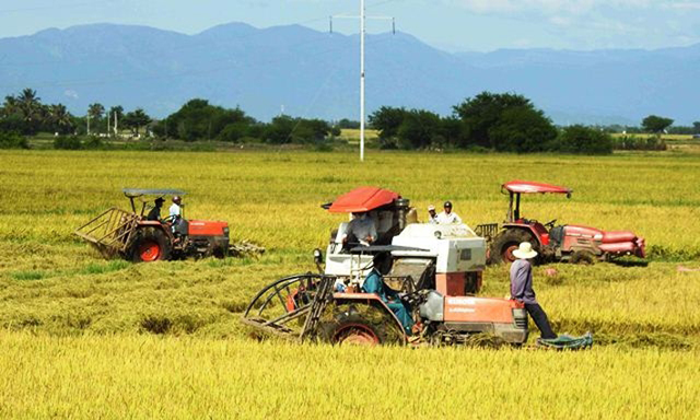 HTX Phước Hậu sản xuất an toàn trên cánh đồng mẫu lớn
