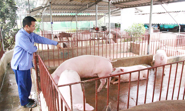 HTX Tân Tiến: Sinh khí mới từ chăn nuôi an toàn