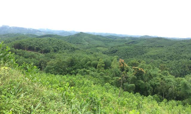 Bán chui hàng ngàn ha đất lâm nghiệp ở Nghệ An
