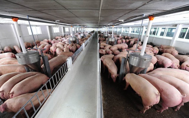 Giá lợn hơi tại miền Bắc tăng lên 56 nghìn đồng/kg