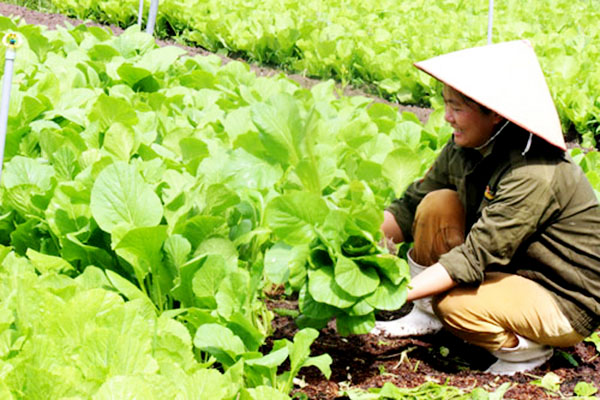 Nông nghiệp an toàn ở “đất thép” Củ Chi