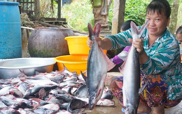 Giá cá tra tại ĐBSCL tăng cao nhất 10 năm
