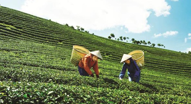 Xuất khẩu chè liên tục sụt giảm