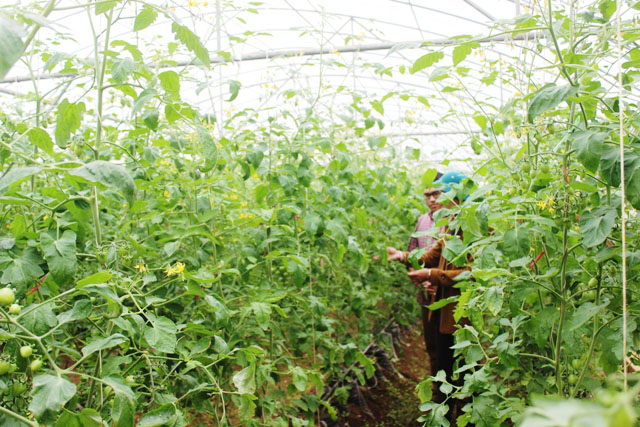 HTX Khánh Thành tạo bước ngoặt phát triển nông nghiệp an toàn