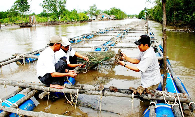 Nuôi hàu tái tạo môi trường