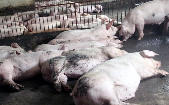 Bác thông tin dịch tả lợn châu Phi xuất hiện tại Việt Nam