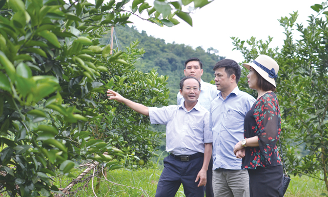HTX Hà Phong thí điểm chuỗi giá trị cho cây có múi