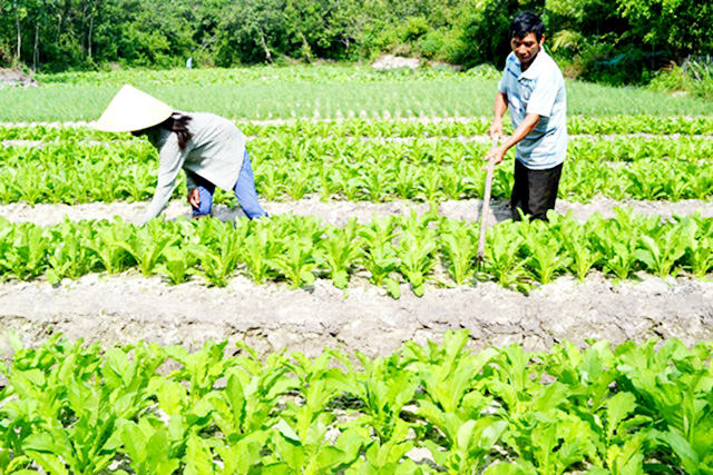 Khởi sắc nông thôn mới ở Thăng Bình