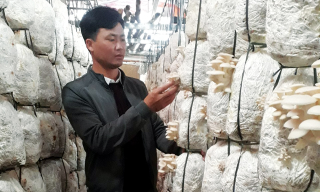 Thu bạc tỷ nhờ trồng nấm