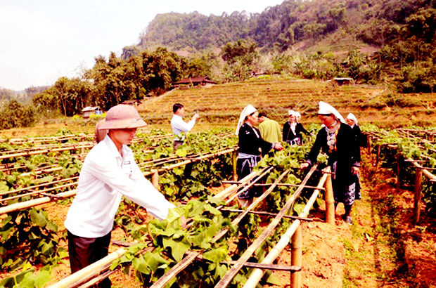 Tuyên Quang: HTX “bắt tay” sản xuất, tiêu thụ sản phẩm
