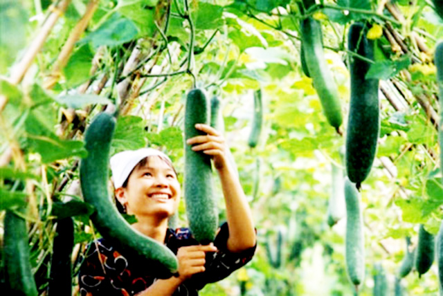 HTX Sang Hà: Khơi thông đầu ra cho nông sản