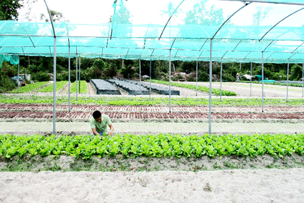 Cao Lộc đẩy mạnh phát triển vùng rau an toàn