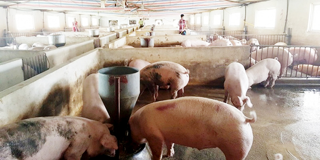 HTX Long Phú liên kết, phát triển chăn nuôi an toàn