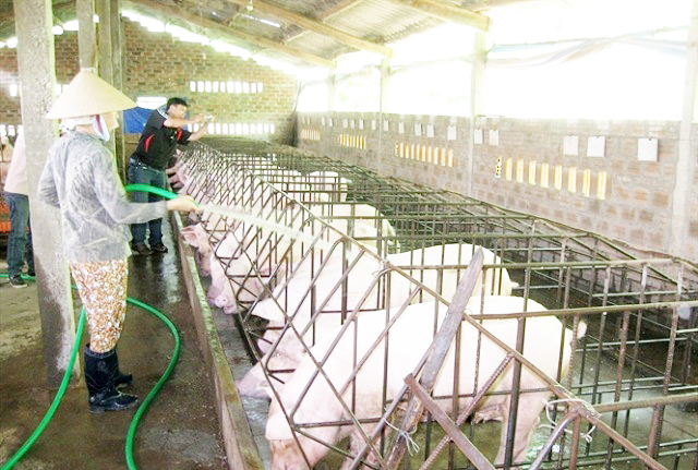 Yên Sơn đẩy mạnh phát triển chăn nuôi an toàn