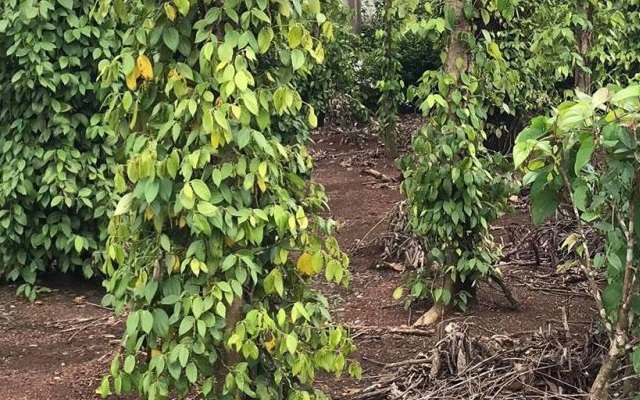 Giá hồ tiêu bất ngờ tăng 1.000 đồng/kg