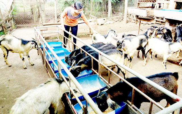 Chăn dê an toàn ở “xứ dừa”