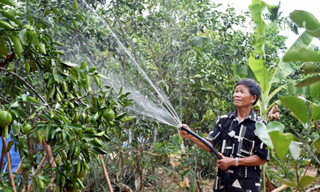 Quảng Nam: Phát triển vùng chuyên canh cam giấy ở Tiên Hà