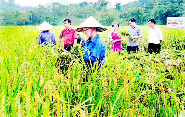 HTX kết nối sản xuất và tiêu thụ nông sản ở Thạnh Trị