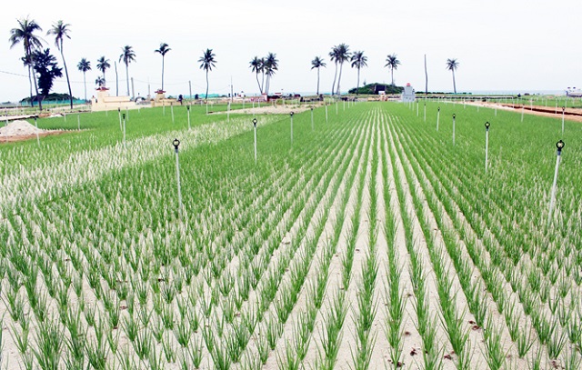 THT Mỹ Hòa: Hiệu quả kinh tế, cải tạo đất mặn