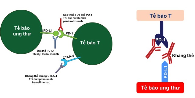 Bệnh viện K thông tin về điều trị ung thư bằng phương pháp miễn dịch
