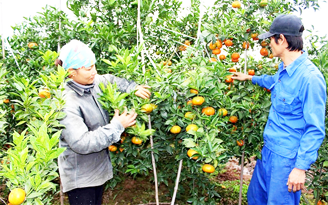 HTX Dương Huy đẩy mạnh sản xuất, hóa giải khó khăn