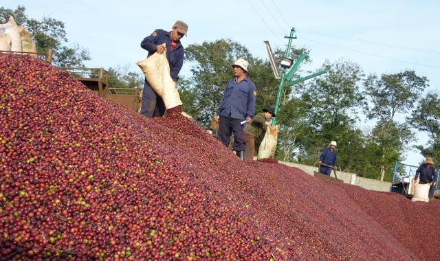 Giá cà phê tăng thêm 200 đồng/kg