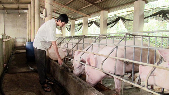 HTX thúc đẩy chăn nuôi an toàn ở xứ Lạng