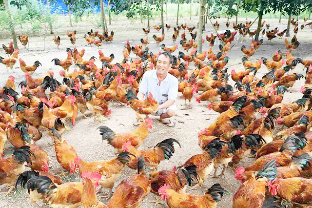 Địch Quả phát triển chăn nuôi an toàn