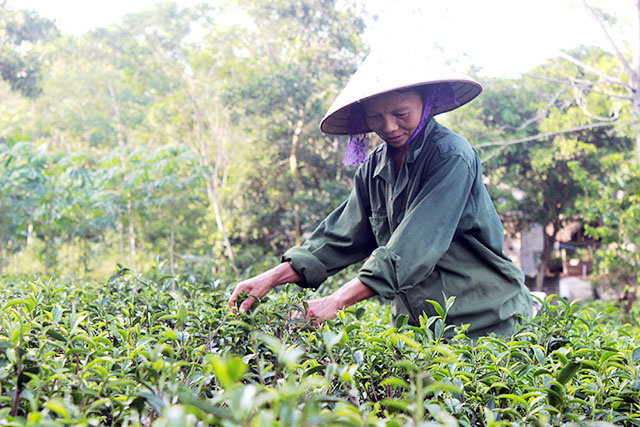 Htx Vươn Mình Trong Làng Nghề