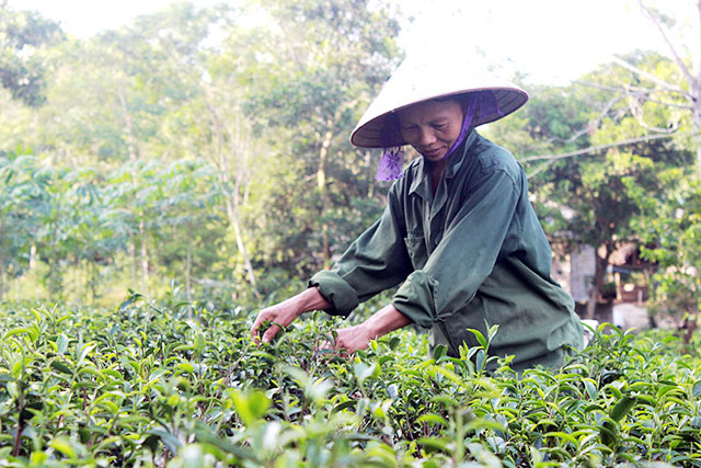 HTX vươn mình trong làng nghề