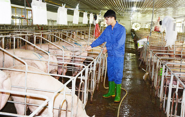 HTX thúc đẩy chuỗi chăn nuôi an toàn ở Nam Định
