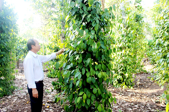 Cư M’gar phát triển HTX để đẩy mạnh nông thôn mới