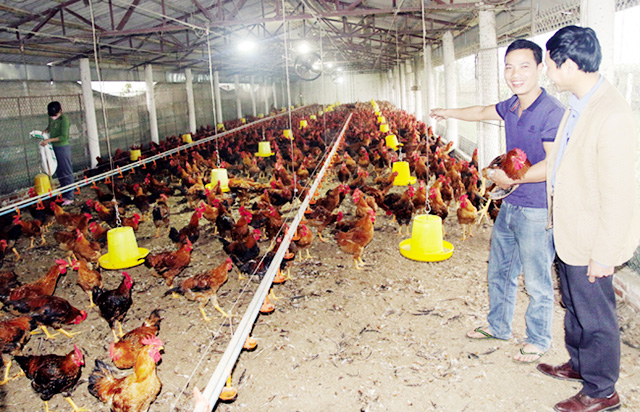 HTX Đỗ Sơn tạo khác biệt từ gà lông màu