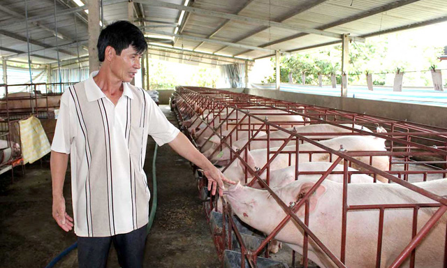 Lợn hơi tăng giá, ngành chăn nuôi 