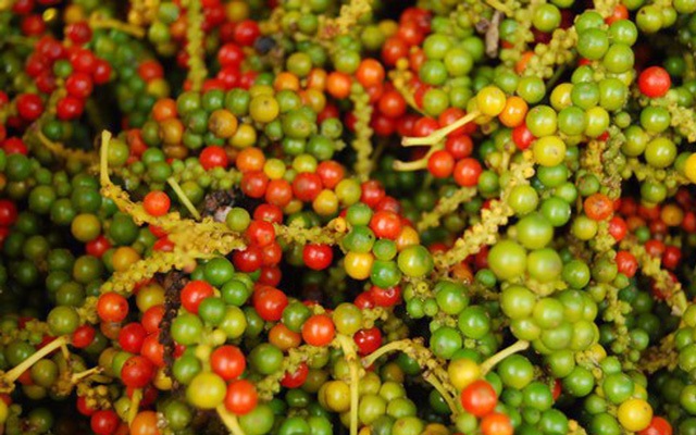 Nhu cầu thị trường kéo giá tiêu tăng