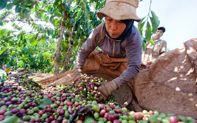 Giá cà phê mất 700 đồng, giá tiêu vẫn ổn định