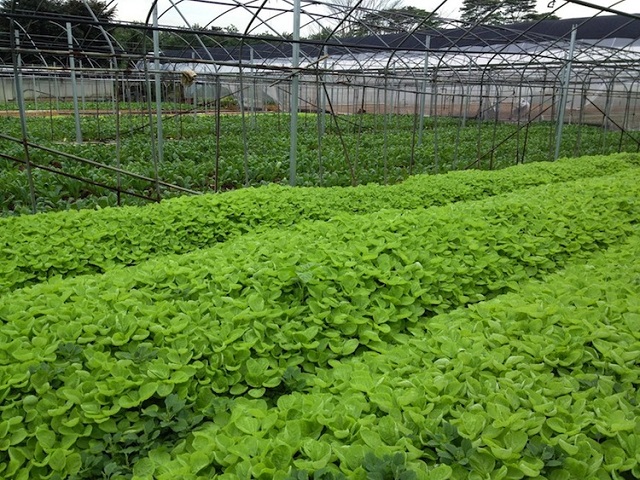 Bảo vệ môi trường nhờ chủ động dùng phân hữu cơ