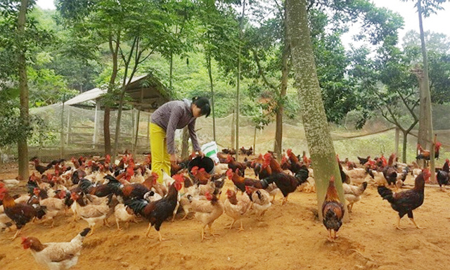 nuoi-ga-789bet link mới-to789bet link mới-JPG-2679-1540304695.jpg